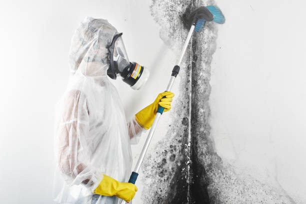 Best Mold Odor Removal Services  in Cao, ND